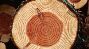 珍貴實(shí)木，恒久耐用